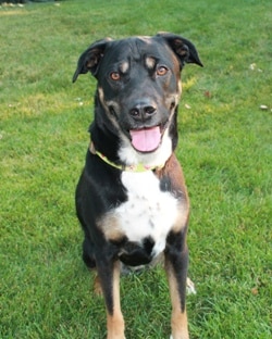 Mixed breed dog, Lola has been protected by Pets Best since 2013.
